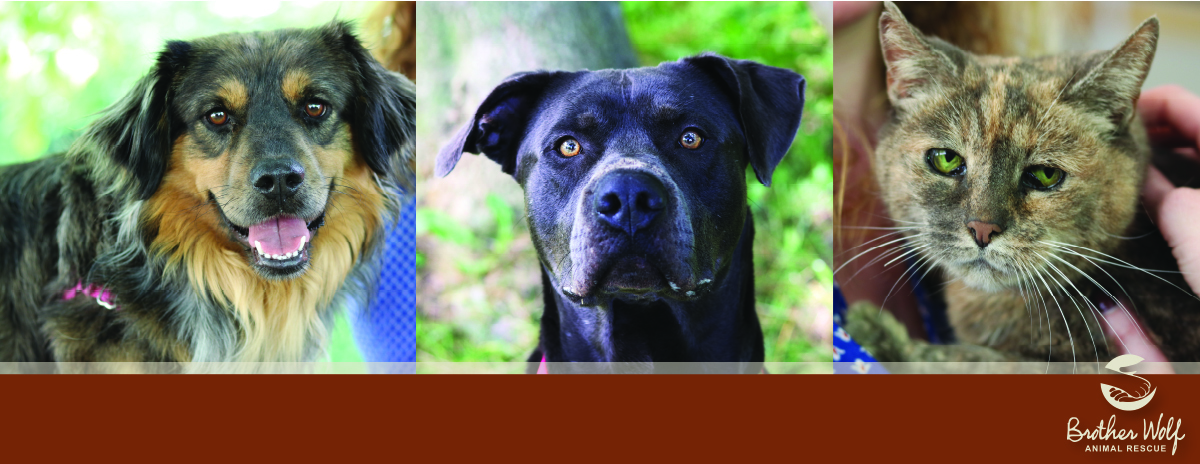 Matching Gift Challenge 